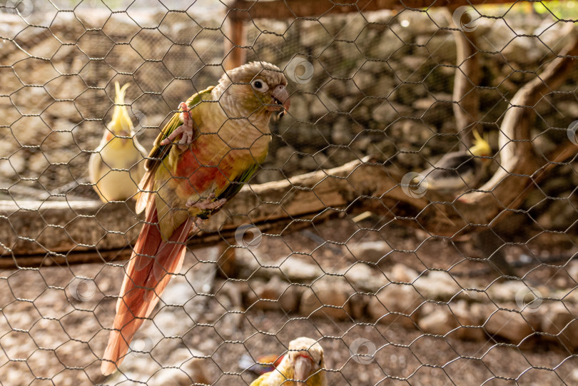 Скачать Экзотические попугаи в птичьей клетке на ферме, тропические домашние птицы, летающие снаружи фотосток Ozero