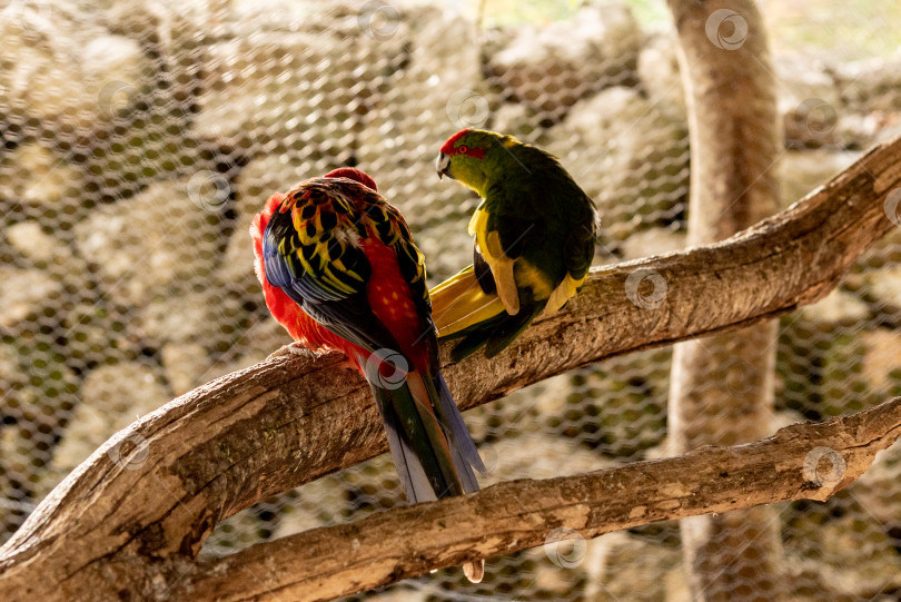 Скачать Экзотические попугаи в птичьей клетке на ферме, тропические домашние птицы, летающие снаружи фотосток Ozero