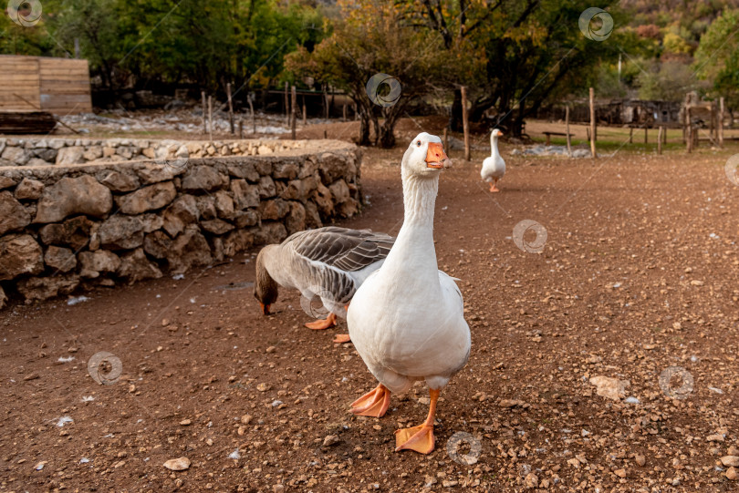 Скачать Домашние гуси гуляют по двору фермы, домашние птицы пасутся в загоне конюшни фотосток Ozero