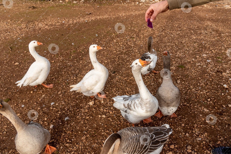 Скачать Семейные мужчина и девушка кормят домашних сельскохозяйственных животных птиц гусей и овец овощами фотосток Ozero