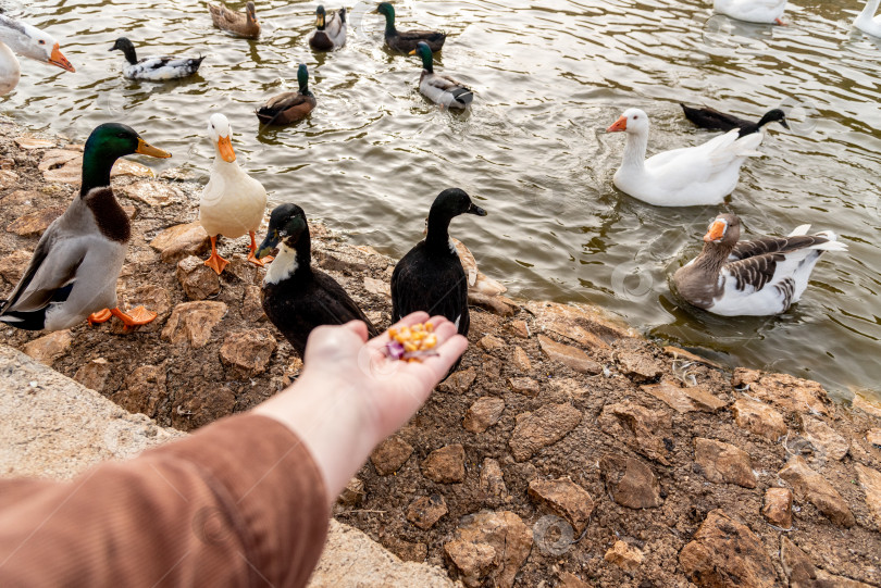 Скачать Человек, кормящий зерном домашних уток, плавает в пруду-озере, птицы с фермы гуляют на улице фотосток Ozero