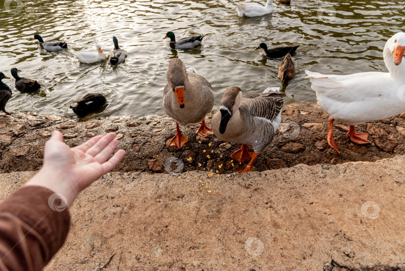 Скачать Человек, кормящий зерном домашних уток, плавает в пруду-озере, птицы с фермы гуляют на улице фотосток Ozero