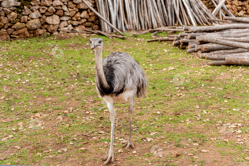 Скачать Домашний страус эму прогуливается по просторному стойлу на ферме, домашние животные пасутся снаружи фотосток Ozero