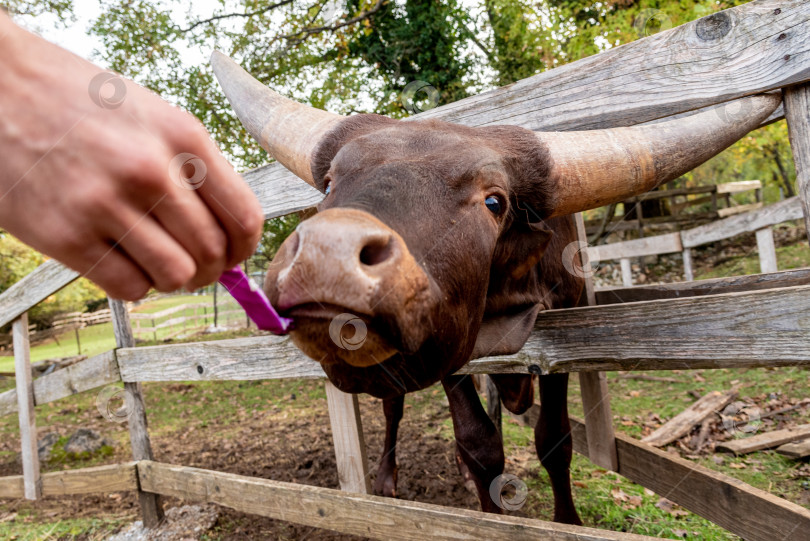 Скачать Человек кормит породистого быка корову Ватусси овощами на выгульном дворе сельскохозяйственного животного фотосток Ozero