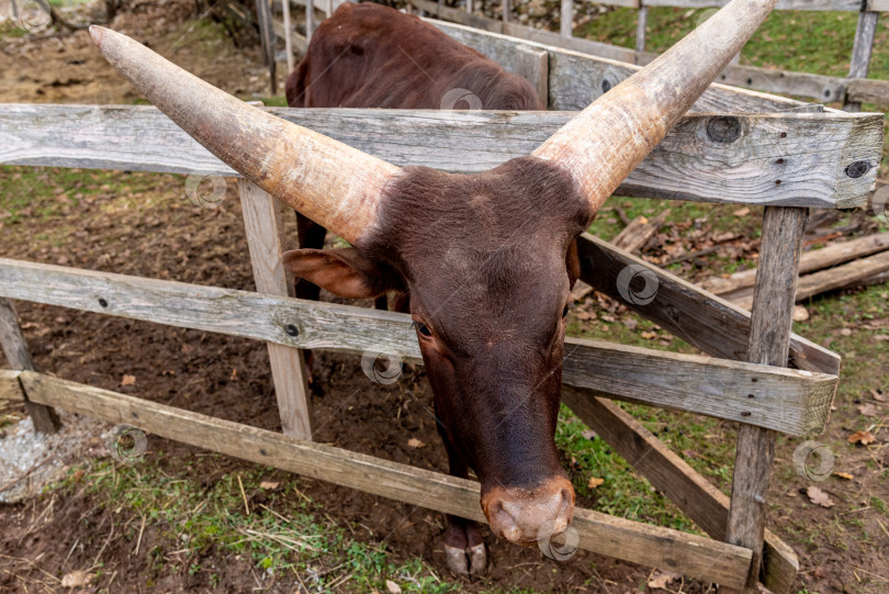 Скачать Породистый бык-корова Ватусси в загоне на ферме, домашнее животное на деревенском ранчо фотосток Ozero