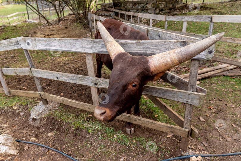 Скачать Племенной бык-корова Ватусси в загоне на ферме, домашнее животное на деревенском ранчо фотосток Ozero
