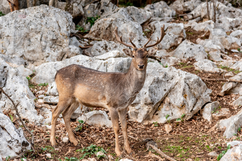Скачать Домашние олени гуляют, пасутся в просторном загоне, сельскохозяйственные животные в зоопарке хабитат фотосток Ozero