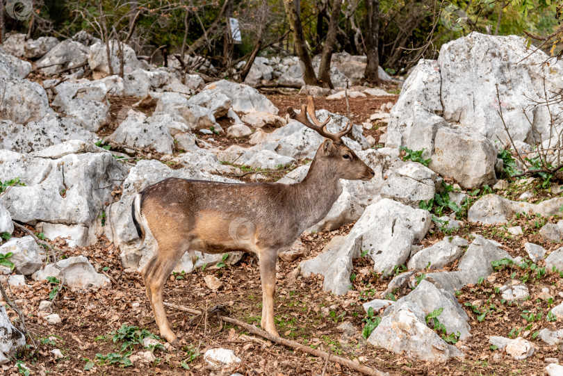 Скачать Домашние олени гуляют, пасутся в просторном загоне, сельскохозяйственные животные в зоопарке хабитат фотосток Ozero