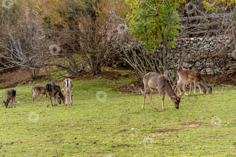 Скачать Домашние олени гуляют, пасутся в просторном загоне, сельскохозяйственные животные в зоопарке хабитат фотосток Ozero