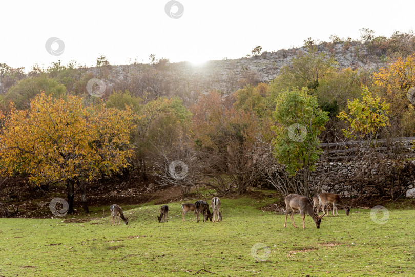 Скачать Домашние олени гуляют, пасутся в просторном загоне, сельскохозяйственные животные в зоопарке хабитат фотосток Ozero