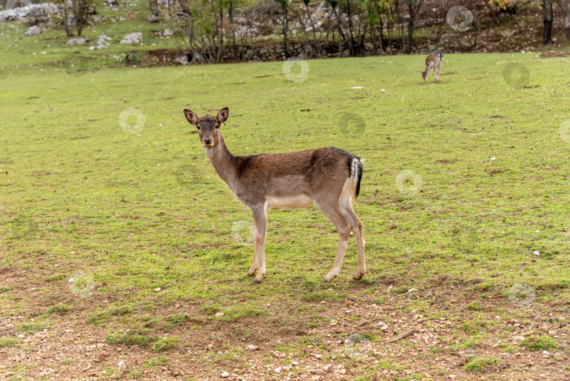 Скачать Домашние олени гуляют, пасутся в просторном загоне, сельскохозяйственные животные в зоопарке хабитат фотосток Ozero
