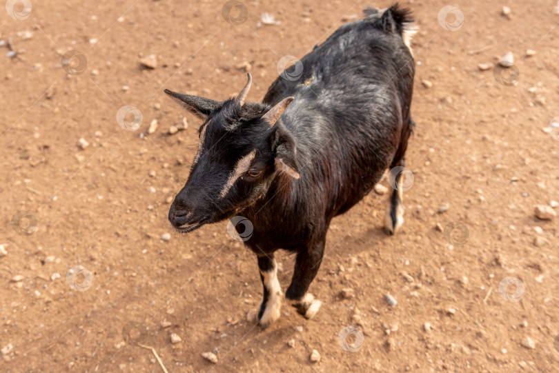 Скачать Домашние козы пасутся в просторном загоне, сельскохозяйственные животные на заднем дворе деревни фотосток Ozero