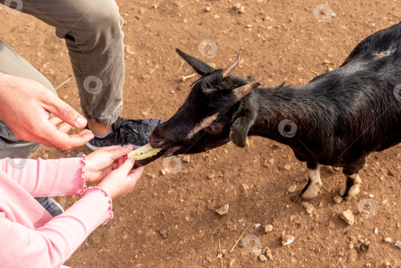 Скачать Домашние козы пасутся в просторном загоне, сельскохозяйственные животные на заднем дворе деревни фотосток Ozero