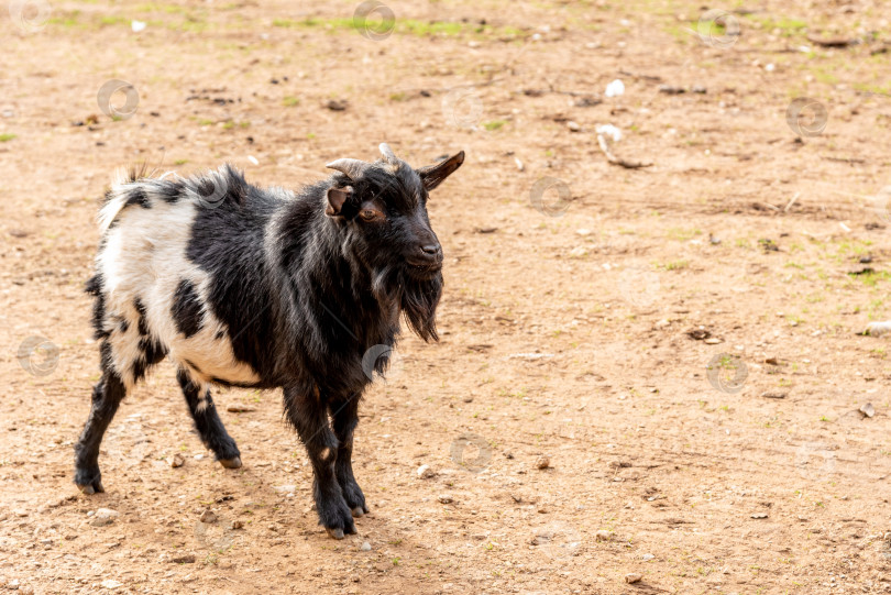 Скачать Домашние козы пасутся в просторном загоне, сельскохозяйственные животные на заднем дворе деревни фотосток Ozero