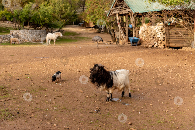 Скачать Домашние козы пасутся в просторном загоне, сельскохозяйственные животные на заднем дворе деревни фотосток Ozero