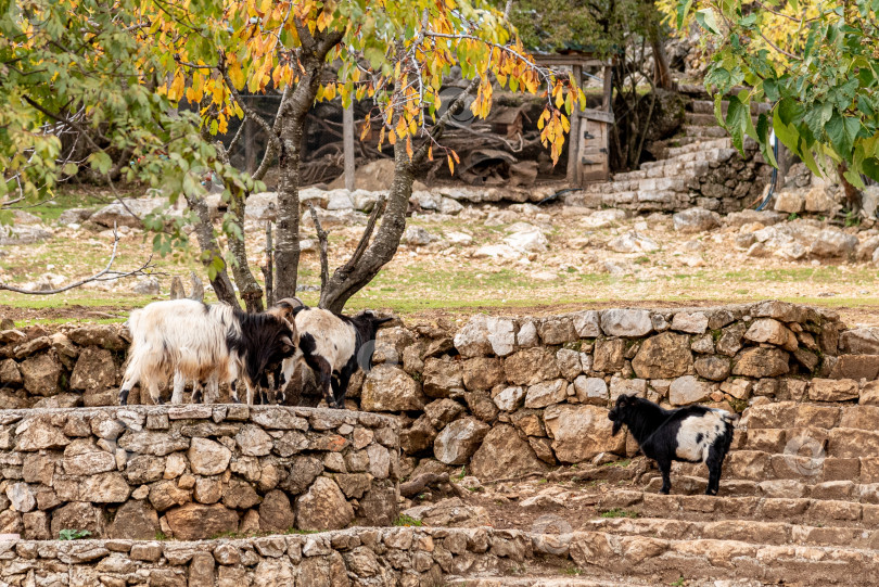 Скачать Домашние козы пасутся в просторном загоне, сельскохозяйственные животные на заднем дворе деревни фотосток Ozero