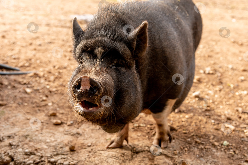 Скачать Домашняя свинья пасется в просторном загоне-свинарнике, сельскохозяйственные животные гуляют по двору фермы фотосток Ozero