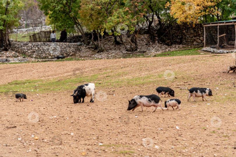 Скачать Домашняя свинья пасется в просторном загоне-свинарнике, сельскохозяйственные животные гуляют по двору фермы фотосток Ozero