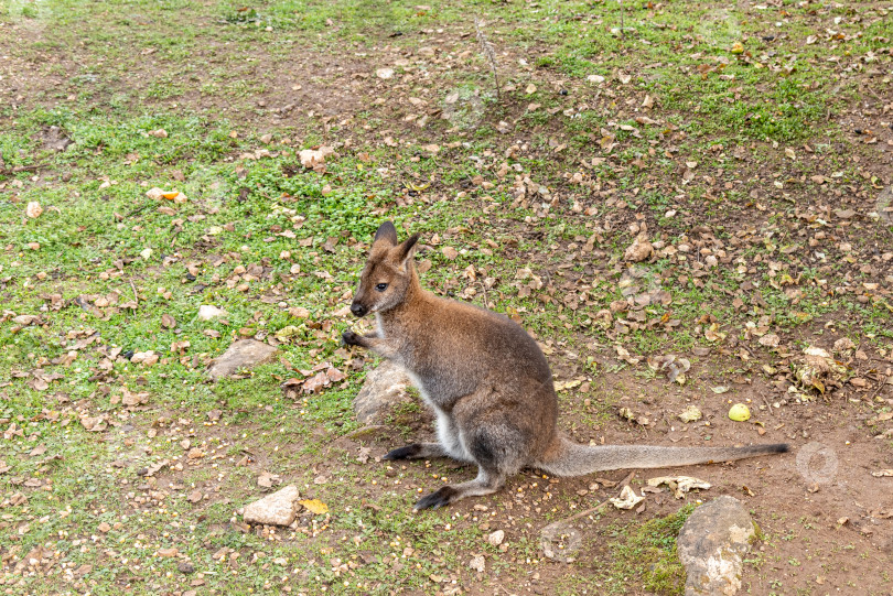 Скачать Сумчатый в просторном загоне на австралийской ферме кенгуру пасется на лугу под открытым небом фотосток Ozero