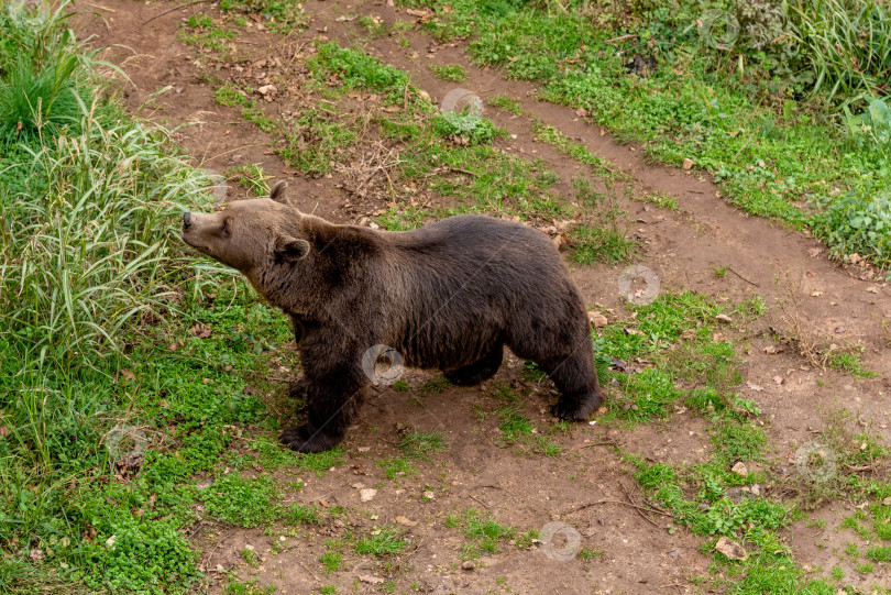 Скачать Бурый медведь - дикое животное в лесной среде обитания, опасный хищник в природе тайги фотосток Ozero