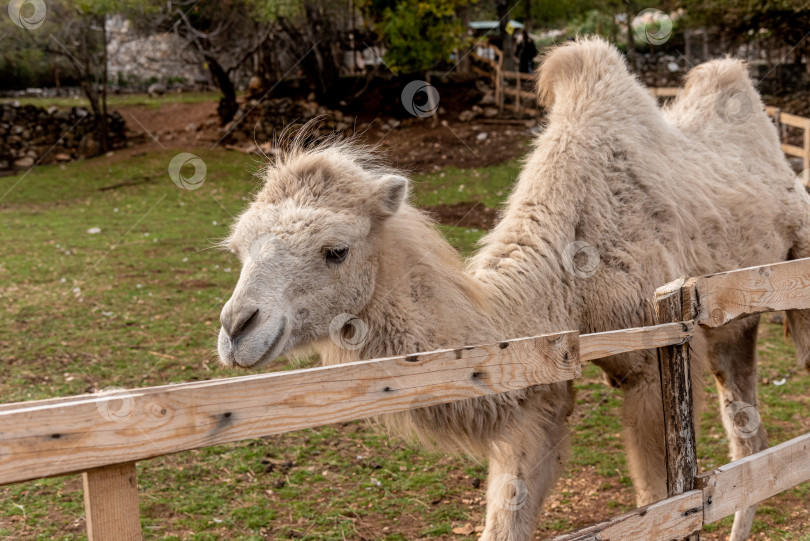 Скачать Верблюд в просторном загоне на ферме домашних млекопитающих, пасущийся на открытом воздухе на лугу фотосток Ozero