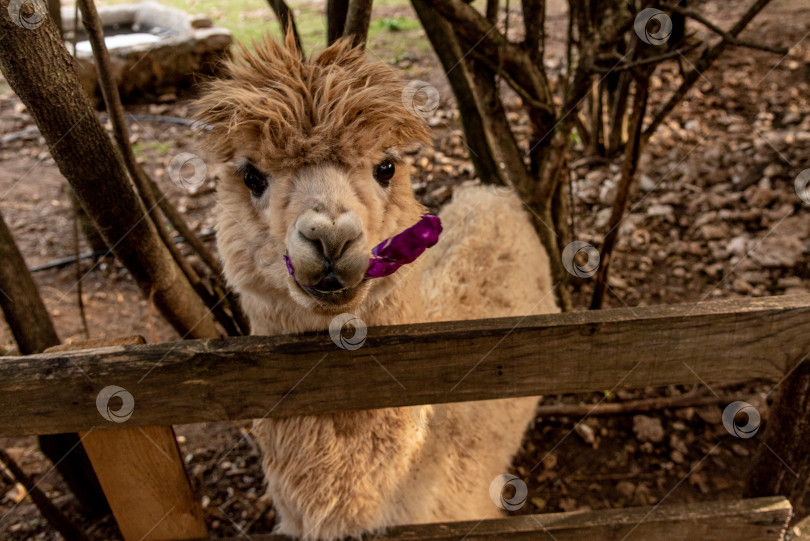 Скачать Альпака-лама в просторном загоне на ферме домашних млекопитающих, на луговом пастбище фотосток Ozero