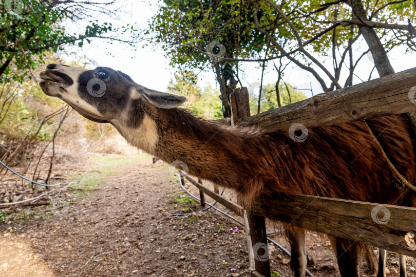 Скачать Альпака-лама в просторном загоне на ферме домашних млекопитающих, на луговом пастбище фотосток Ozero