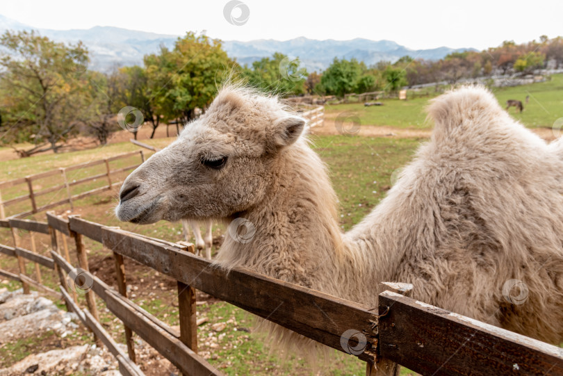 Скачать Верблюд в просторном загоне на ферме домашних млекопитающих, пасущийся на открытом воздухе на лугу фотосток Ozero