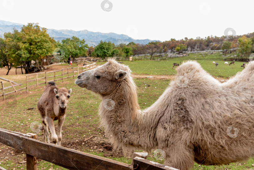 Скачать Верблюд в просторном загоне на ферме домашних млекопитающих, пасущийся на открытом воздухе на лугу фотосток Ozero
