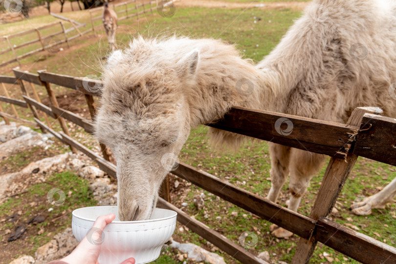 Скачать Верблюд в просторном загоне на ферме домашних млекопитающих, пасущийся на открытом воздухе на лугу фотосток Ozero