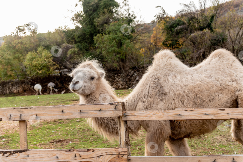 Скачать Верблюд в просторном загоне на ферме домашних млекопитающих, пасущийся на открытом воздухе на лугу фотосток Ozero