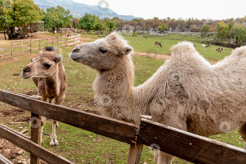 Скачать Верблюд в просторном загоне на ферме домашних млекопитающих, пасущийся на открытом воздухе на лугу фотосток Ozero