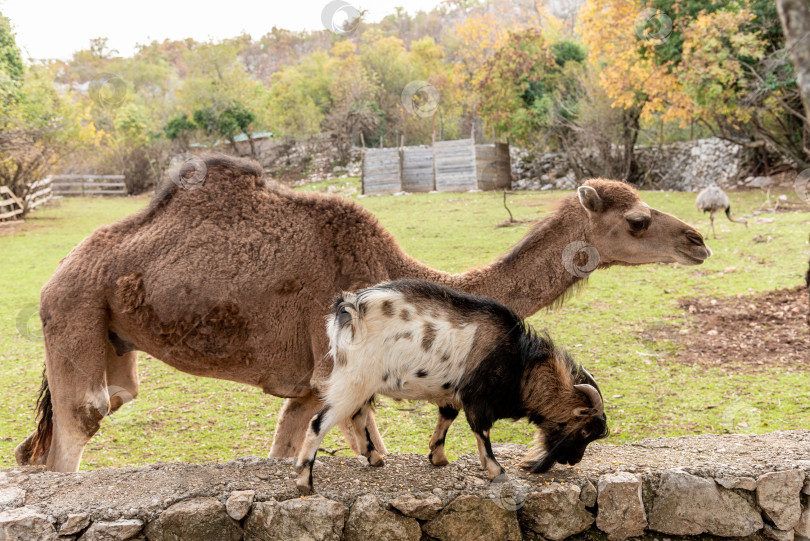 Скачать Верблюд в просторном загоне на ферме домашних млекопитающих, пасущийся на открытом воздухе на лугу фотосток Ozero