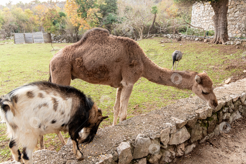 Скачать Верблюд в просторном загоне на ферме домашних млекопитающих, пасущийся на открытом воздухе на лугу фотосток Ozero