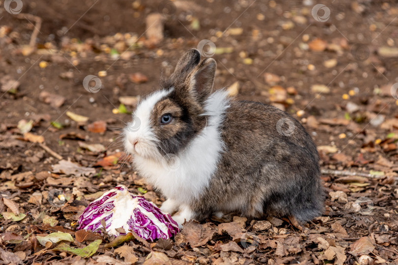 Скачать Домашний пушистый кролик ест капусту в загоне, сельскохозяйственные животные гуляют в конюшне фотосток Ozero