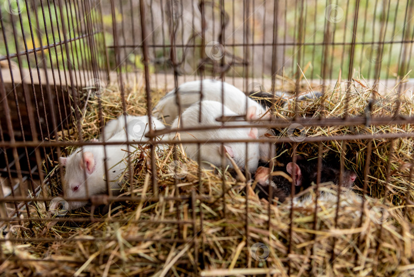Скачать Белые крысы с красными глазами в клетке, домашние мышевидные грызуны, сидящие на сухом травяном сене. фотосток Ozero