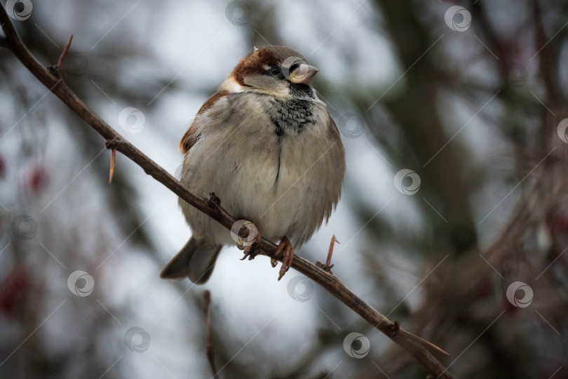 Скачать Домовый воробей на ветке фотосток Ozero