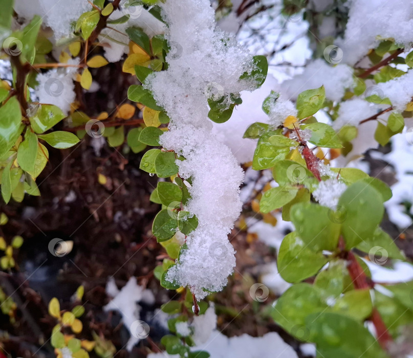 Скачать Снег на зеленых листочках кустарников фотосток Ozero