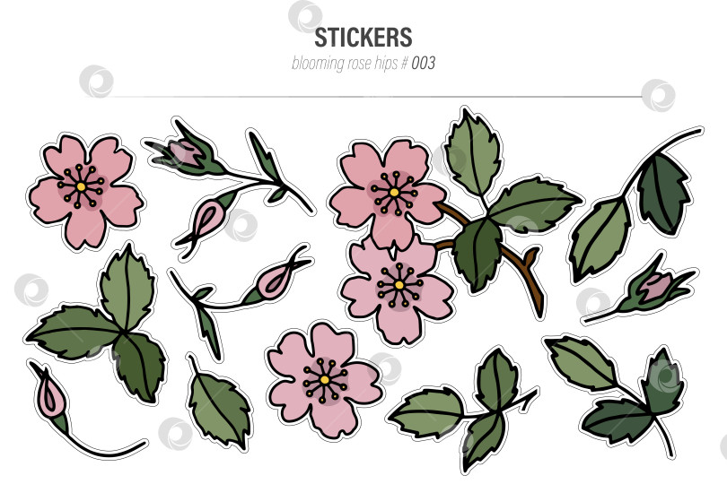 Скачать Набор векторных иллюстраций для наклеек с цветами и бутонами шиповника фотосток Ozero