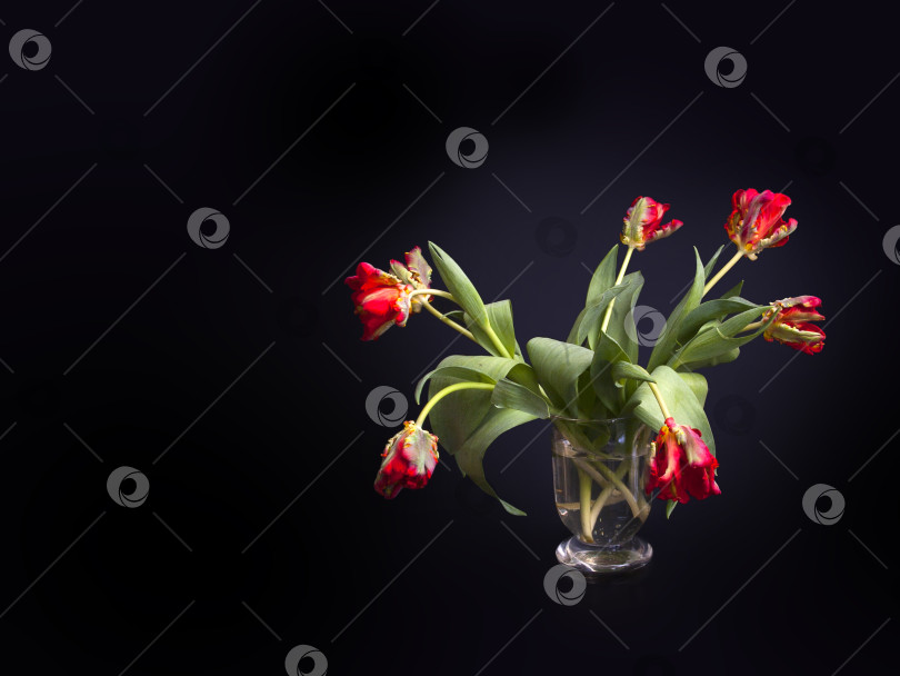 Скачать Тюльпаны в стеклянной вазе, выделенные на черном фоне фотосток Ozero