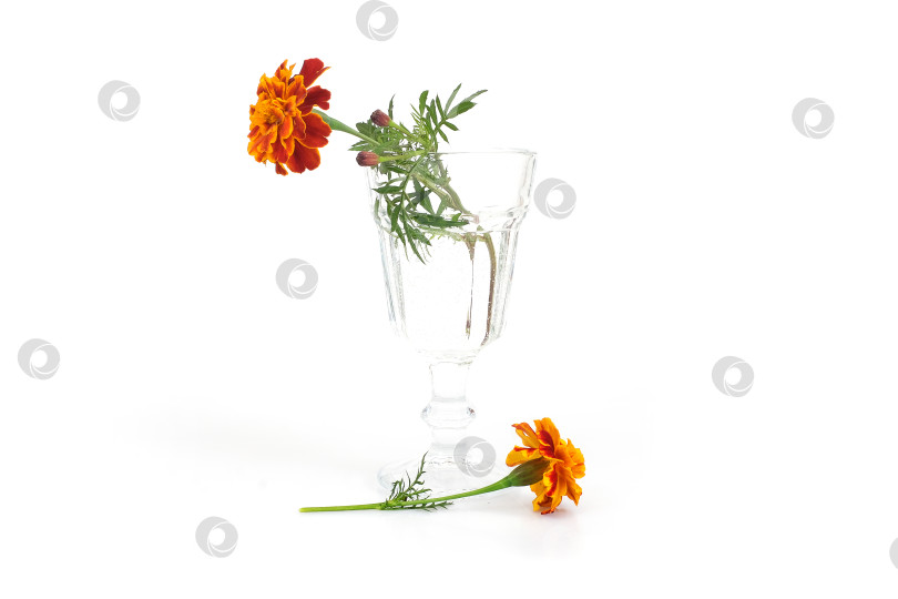 Скачать Два натуральных красных цветка календулы в стеклянном бокале, выделенных на белом фоне фотосток Ozero