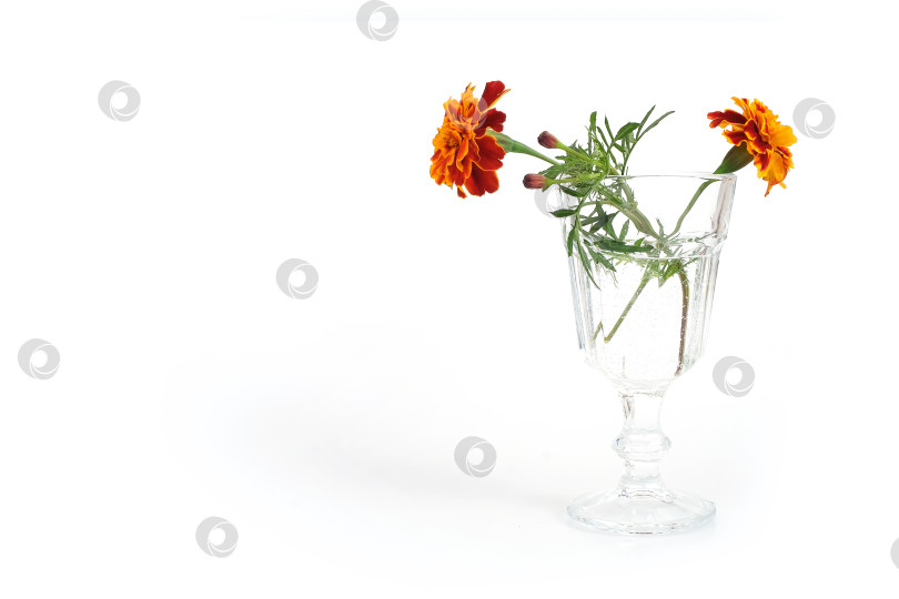 Скачать Два натуральных красных цветка календулы в стеклянном бокале, выделенных на белом фоне фотосток Ozero