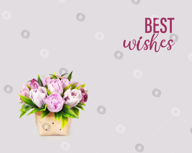 Скачать Шаблон поздравительной открытки. Корзина с тюльпанами на белом фоне фотосток Ozero