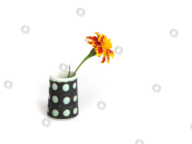 Скачать Один натуральный цветок календулы красного цвета в вазе, выделенный на белом фоне фотосток Ozero