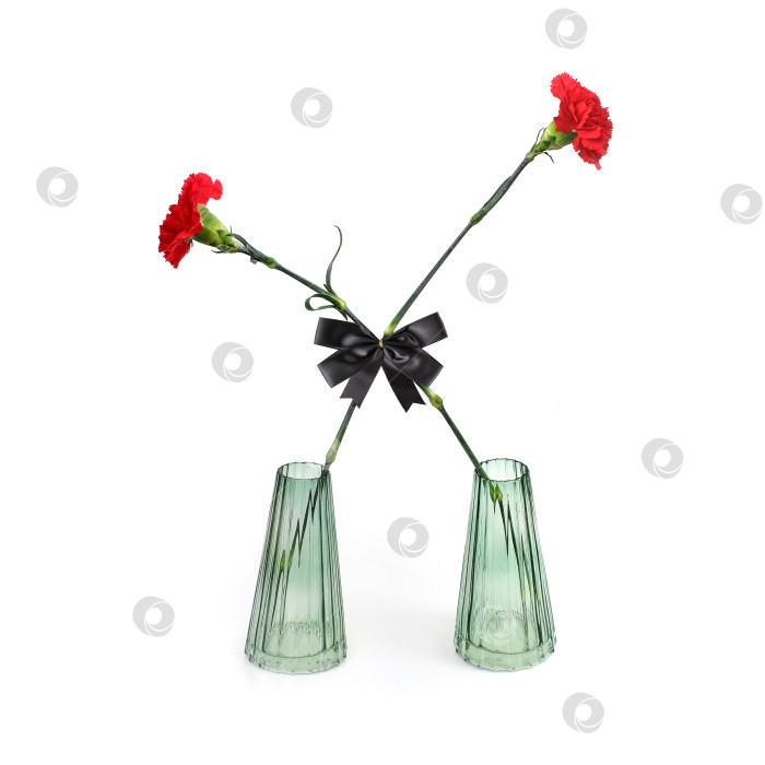 Скачать Букеты красных гвоздик и черный бант в стеклянных вазах на белом фоне фотосток Ozero