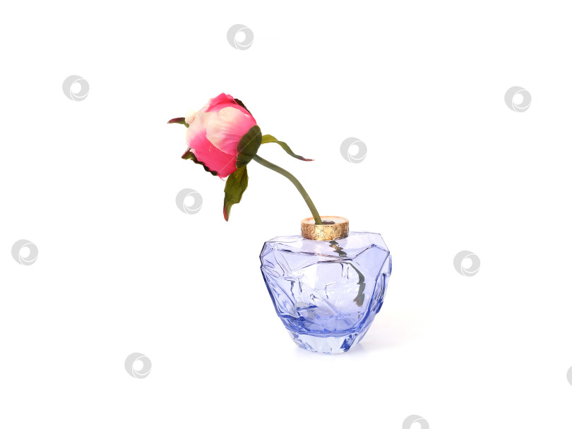 Скачать Сиреневая ваза с розовым цветком розы, выделенным на белом фоне, вырез готов фотосток Ozero