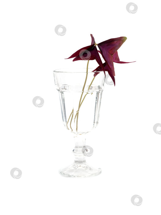 Скачать Фиолетовые листья oxalis triangularis в прозрачном бокале для вина, выделенные на белом фоне, чрезвычайно высокое разрешение фотосток Ozero