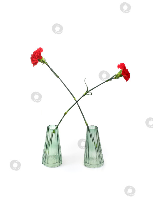 Скачать Букеты красных гвоздик в стеклянных вазах на белом фоне фотосток Ozero