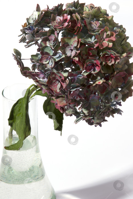 Скачать Цветы гортензии в стеклянной вазе на белом фоне фотосток Ozero