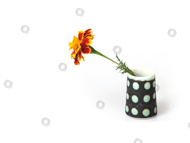 Скачать Один натуральный цветок календулы красного цвета в вазе, выделенный на белом фоне фотосток Ozero